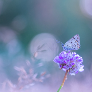 Der Braune Feuerfalter, auch Schwefelv&ouml;gelchen genannt, ist ein Schmetterling aus der Familie der Bl&auml;ulinge.