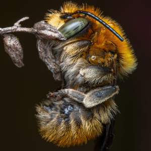 Wildbiene #macro_brilliance #macro_perfection #macro_captures #insects_of_our_world #nature_lovers