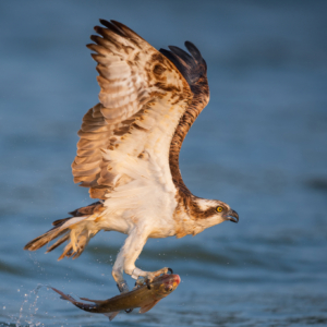 Fischadler #bird_brilliance #raw_birds #bird_captures #nature_lovers