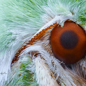 Gr&uuml;neule #macro_brilliance #macro_perfection #nature_lovers