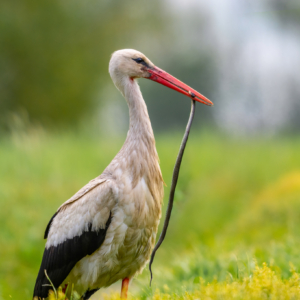 Wei&szlig;storch
⁣.⁣
⁣.⁣
#bird_brilliance #bird_captures #natureloversgallery
