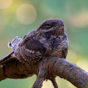 Ziegenmelker #bird_brilliance #birdlife #bird_captures #nature_lovers