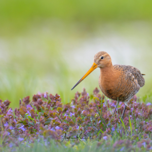 Uferschnepfe #bird_brilliance #birdlife #bird_captures