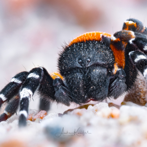 Roto R&ouml;hrenspinne #macro_brilliance #macro_perfection #omsystem #nature_lovers