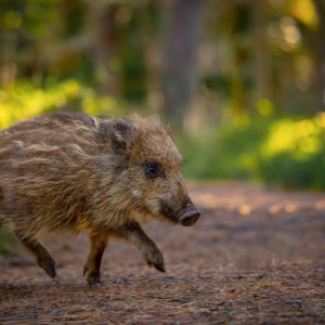 Schweinchen 🙋&zwj;♀️