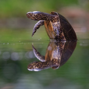 Europ&auml;ische Sumpfschildkr&ouml;te 🙋&zwj;♀️
