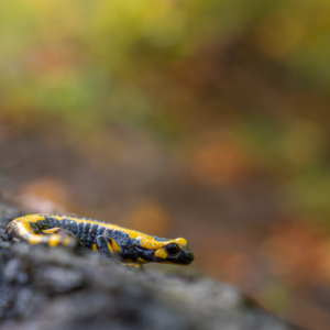 Feuersalamander 🙋&zwj;♀️