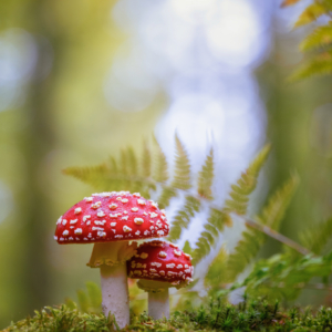 Fliegenpilz 🍄🙋&zwj;♀️