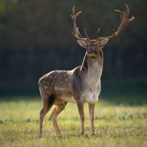 Damhirsch 🦌 🙋&zwj;♀️