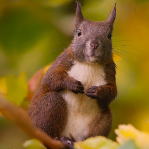 Eichh&ouml;rnchen 🐿️ 🙋&zwj;♀️