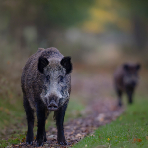 Ganz viel Spa&szlig; und dann noch Schwein gehabt.🙋&zwj;♀️