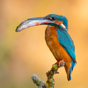 Eisvogel 🙋&zwj;♀️