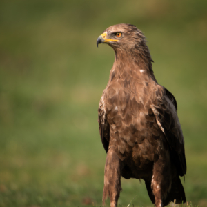 Schreiadler 🙋&zwj;♀️